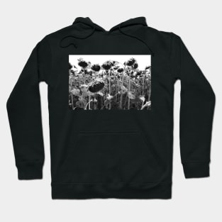 wilting sunflowers in black and white Hoodie